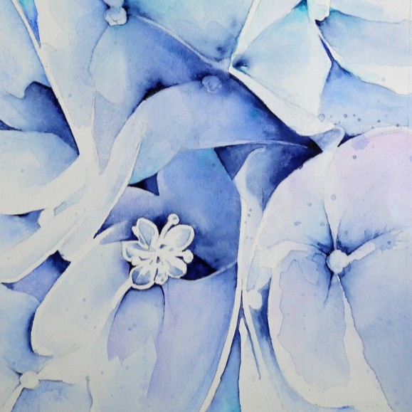 Aquarellbild mehrerer Hortensienblüten in Blautönen